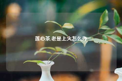 莲心茶,老是上火怎么办