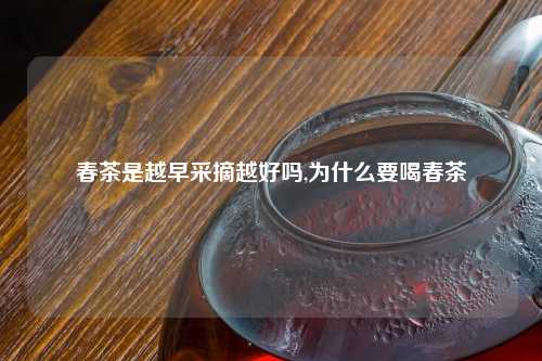 春茶是越早采摘越好吗,为什么要喝春茶