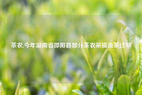 茶农,今年湖南省邵阳县部分茶农采摘油茶过早