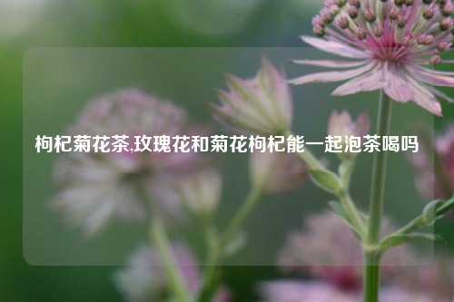 枸杞菊花茶,玫瑰花和菊花枸杞能一起泡茶喝吗