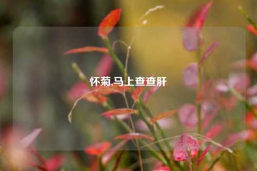 怀菊,马上查查肝
