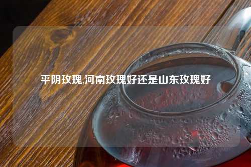 平阴玫瑰,河南玫瑰好还是山东玫瑰好