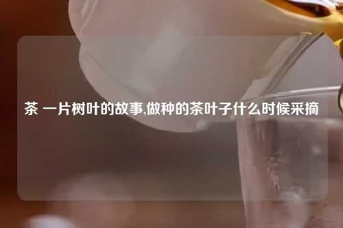 茶 一片树叶的故事,做种的茶叶子什么时候采摘