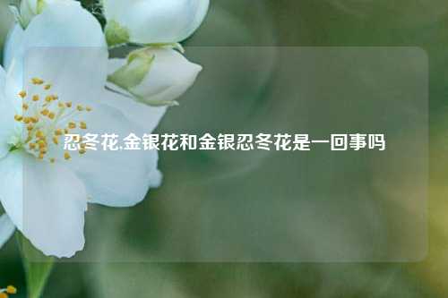 忍冬花,金银花和金银忍冬花是一回事吗