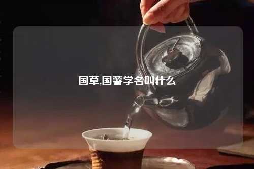 国草,国薯学名叫什么