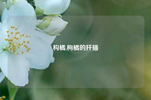 构橘,枸橘的扦插