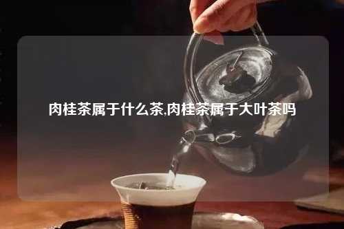 肉桂茶属于什么茶,肉桂茶属于大叶茶吗