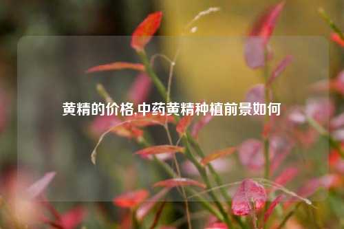 黄精的价格,中药黄精种植前景如何