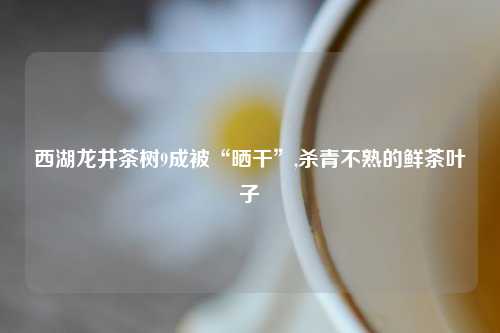 西湖龙井茶树9成被“晒干”,杀青不熟的鲜茶叶子