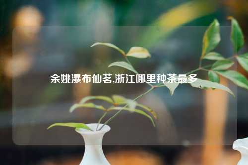 余姚瀑布仙茗,浙江哪里种茶最多