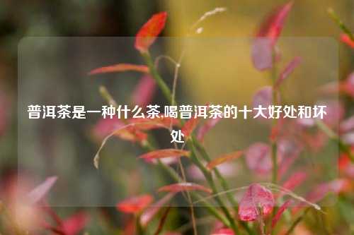 普洱茶是一种什么茶,喝普洱茶的十大好处和坏处