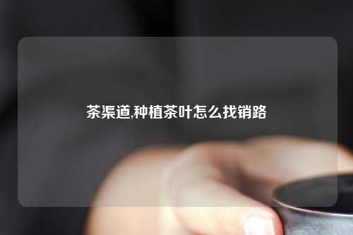 茶渠道,种植茶叶怎么找销路