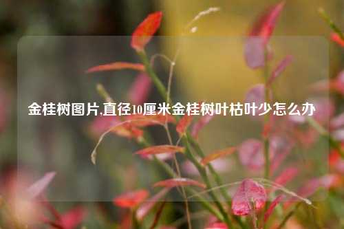 金桂树图片,直径10厘米金桂树叶枯叶少怎么办