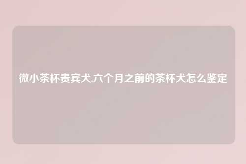微小茶杯贵宾犬,六个月之前的茶杯犬怎么鉴定