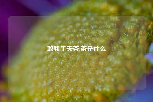 政和工夫茶,茶是什么