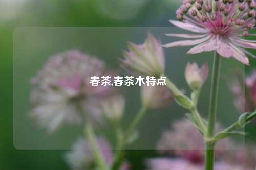 春茶,春茶木特点