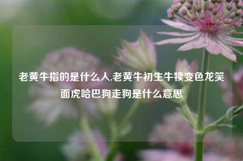 老黄牛指的是什么人,老黄牛初生牛犊变色龙笑面虎哈巴狗走狗是什么意思