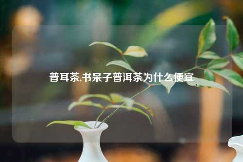 普耳茶,书呆子普洱茶为什么便宜