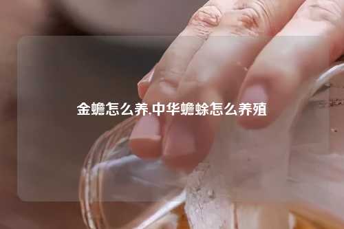 金蟾怎么养,中华蟾蜍怎么养殖