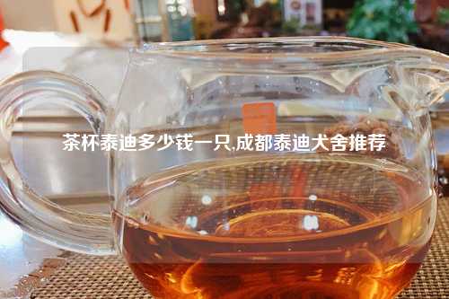 茶杯泰迪多少钱一只,成都泰迪犬舍推荐