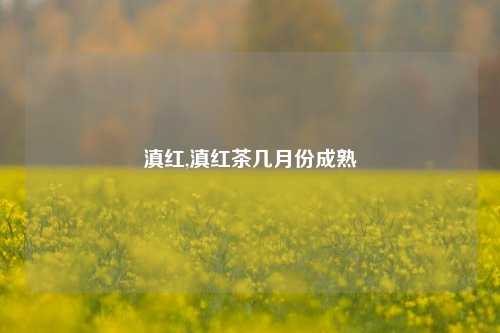 滇红,滇红茶几月份成熟