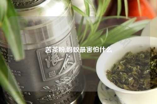 苦茶粉,蚂蚁最害怕什么