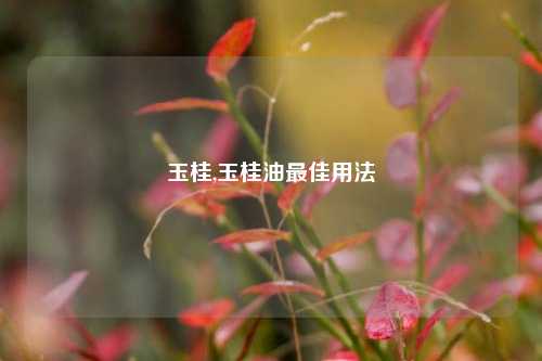 玉桂,玉桂油最佳用法