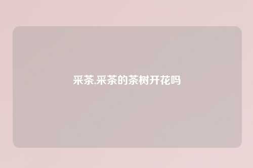采茶,采茶的茶树开花吗
