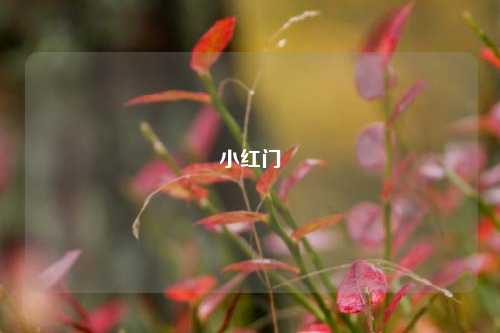 小红门