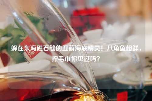 躲在东海礁石缝的丑萌海底精灵！八角鱼超鲜，拧毛巾你见过吗？