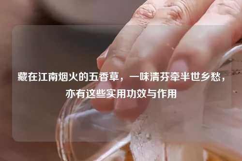 藏在江南烟火的五香草，一味清芬牵半世乡愁，亦有这些实用功效与作用