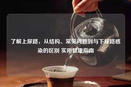 了解上尿路,从结构、常见问题到与下尿路感染的区别 实用健康指南