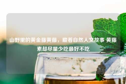 山野里的黄金藤黄藤，藏着自然人文故事 黄藤素却尽量少吃更好不吃