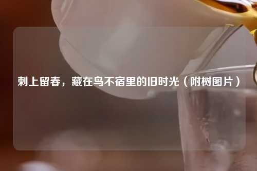 刺上留春，藏在鸟不宿里的旧时光（附树图片）