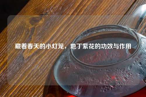 藏着春天的小灯笼，地丁紫花的功效与作用