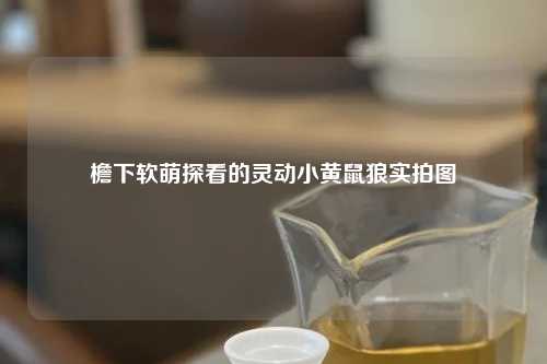 檐下软萌探看的灵动小黄鼠狼实拍图