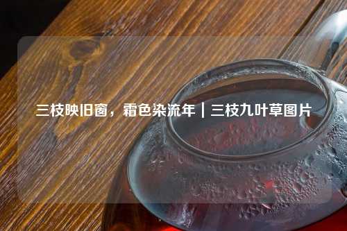 三枝映旧窗，霜色染流年｜三枝九叶草图片