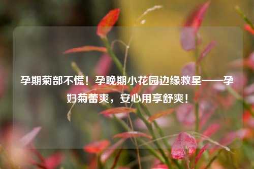孕期菊部不慌！孕晚期小花园边缘救星——孕妇菊蕾爽，安心用享舒爽！