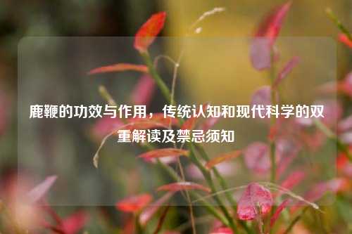 鹿鞭的功效与作用，传统认知和现代科学的双重解读及禁忌须知