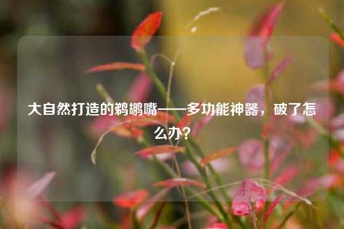 大自然打造的鹈鹕嘴——多功能神器，破了怎么办？