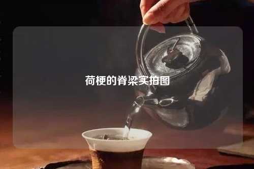 荷梗的脊梁实拍图