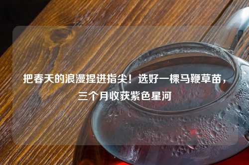 把春天的浪漫捏进指尖！选好一棵马鞭草苗，三个月收获紫色星河