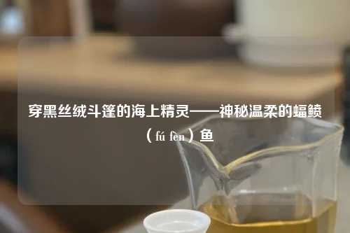 穿黑丝绒斗篷的海上精灵——神秘温柔的蝠鲼（fú fèn）鱼