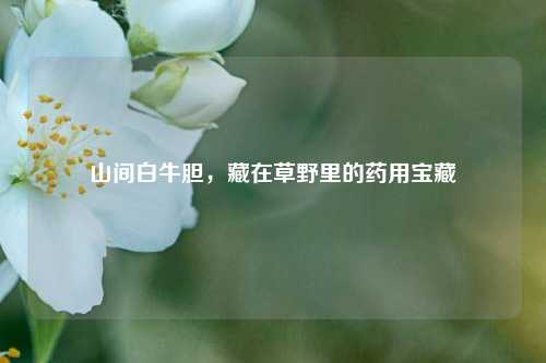 山间白牛胆，藏在草野里的药用宝藏