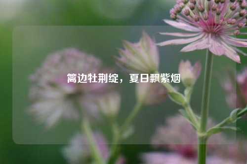篱边牡荆绽,夏日飘紫烟
