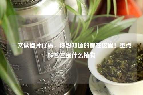 一文读懂片仔癀，你想知道的都在这里！重点解答它是什么植物