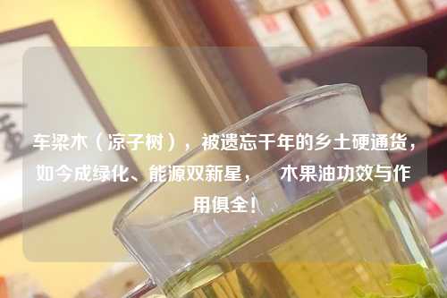 车梁木(凉子树),被遗忘千年的乡土硬通货,如今成绿化、能源双新星,梾木果油功效与作用俱全!