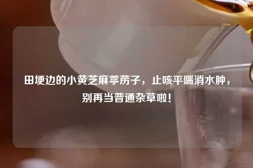 田埂边的小黄芝麻葶苈子，止咳平喘消水肿，别再当普通杂草啦！