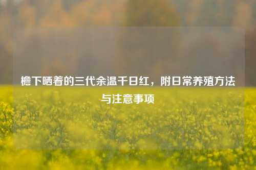 檐下晒着的三代余温千日红，附日常养殖     与注意事项
