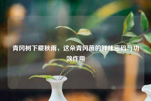 青冈树下藏秋雨,这朵青冈菌的鲜味密码与功效作用